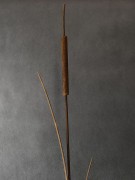 Ozdoba Rdzą Malowana - Pałka Wodna