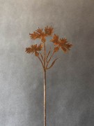 Ozdoba Rdzą Malowana - Chaber