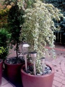 Lampa Solarna LED - L21117