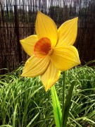 Ozdoba Ogrodowa - Narcyz - 9874