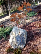 Ozdoba Rdzą Malowana - Chaber