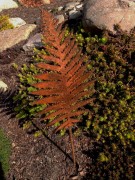 Ozdoba Rdzą Malowana - Liść Paproci