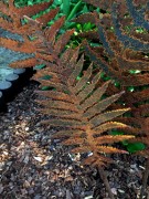 Ozdoba Rdzą Malowana - Liść Paproci