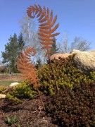 Ozdoba Rdzą Malowana - Liść Paproci 4