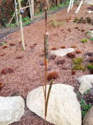 Ozdoba Rdzą Malowana - Pałka Wodna