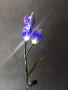 Kwiat Solarny - Krokus - 1012542