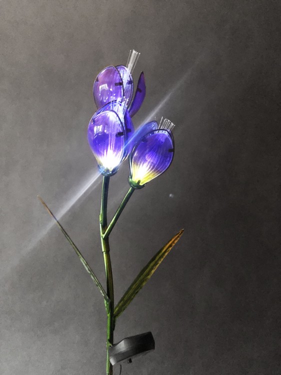 Kwiat Solarny - Krokus - 1012542