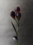 Kwiat Solarny - Krokus - 1012542