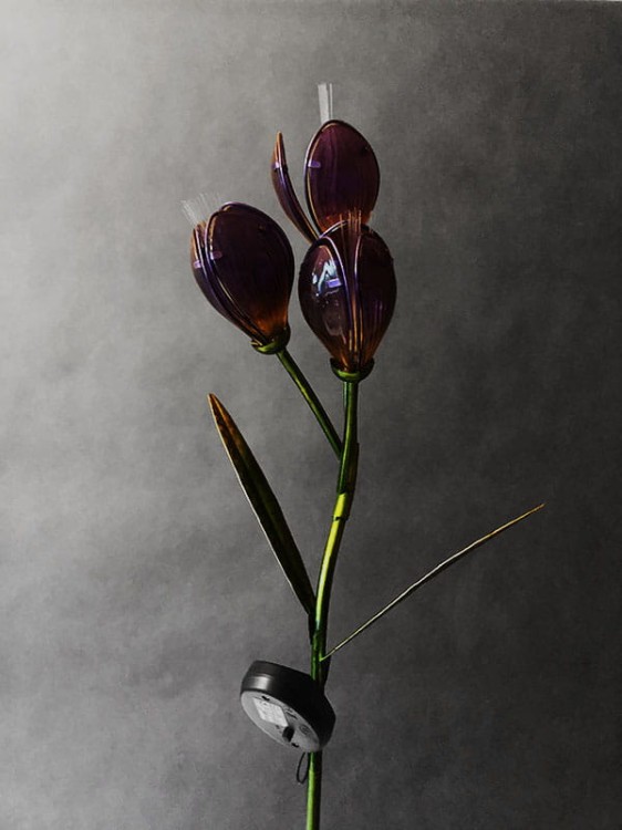 Kwiat Solarny - Krokus - 1012542