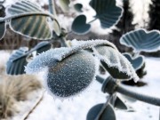 Rzeźba Wiatrowa - Frogmore - SP555