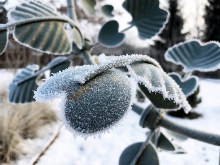 Rzeźba Wiatrowa - Frogmore - SP555