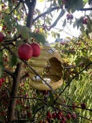 Karmnik dla Ptaków - 7508012