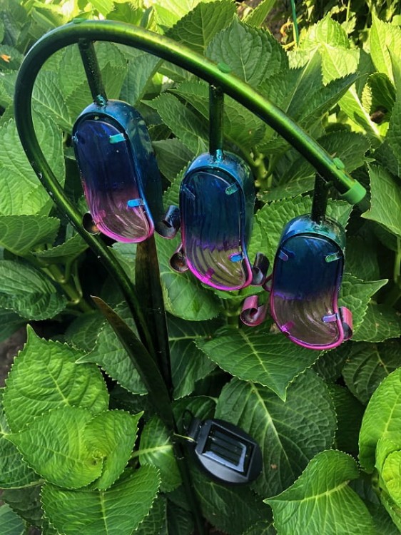 Kwiat Solarny - dzwonki - 1012534