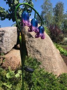 Kwiat Solarny - dzwonki - 1012534