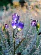 Kwiat Solarny - Krokus - 1012542