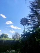 Rzeźba Wiatrowa - Versailles - SP470