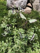 Ozdoba Ogrodowa - 5030131