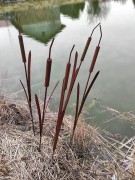 Ozdoba Ogrodowa Rdzą Malowana - Pałka wodna