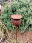 Ozdoba Ogrodowa Rdzą Malowana - Makówka