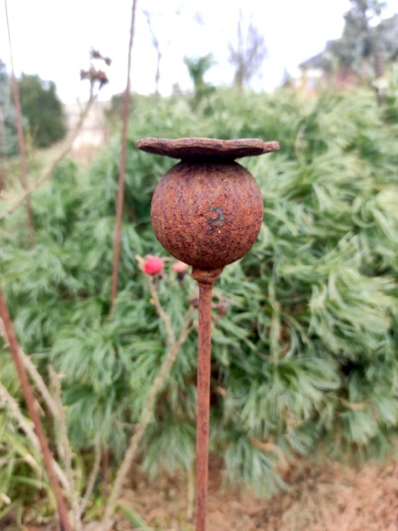 Ozdoba Ogrodowa Rdzą Malowana - Makówka