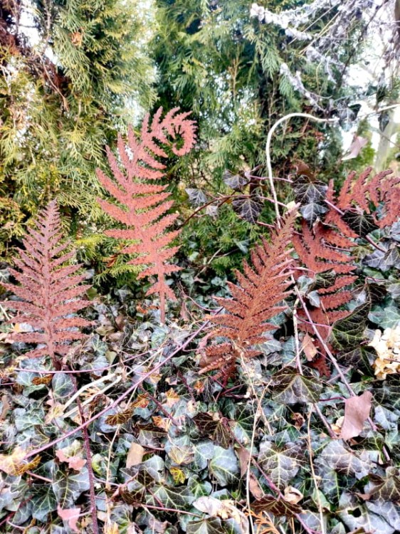 Ozdoba Ogrodowa Rdzą Malowana - Liść Paproci