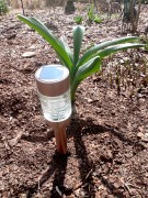 Słupek Solarny LED - Martini - 1001046