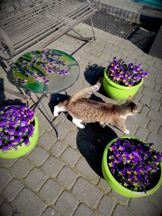 Stolik Ogrodowy - Dzwoneczki - 5030055TL