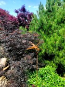 Ozdoba Ogrodowa Rdzą Malowana - Ważka ażurowa