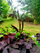 Ozdoba Ogrodowa Rdzą Malowane - Przebiśnieg