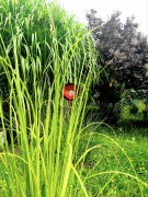 Kwiat Solarny - Czerwony Mak, Ozdoba Ogrodowa, Lampa Solarna