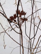 Ozdoba Ogrodowa Rdzą Malowana - Chaber gałązka