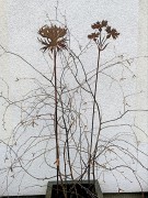 Ozdoba Ogrodowa Rdzą Malowana - Chaber gałązka