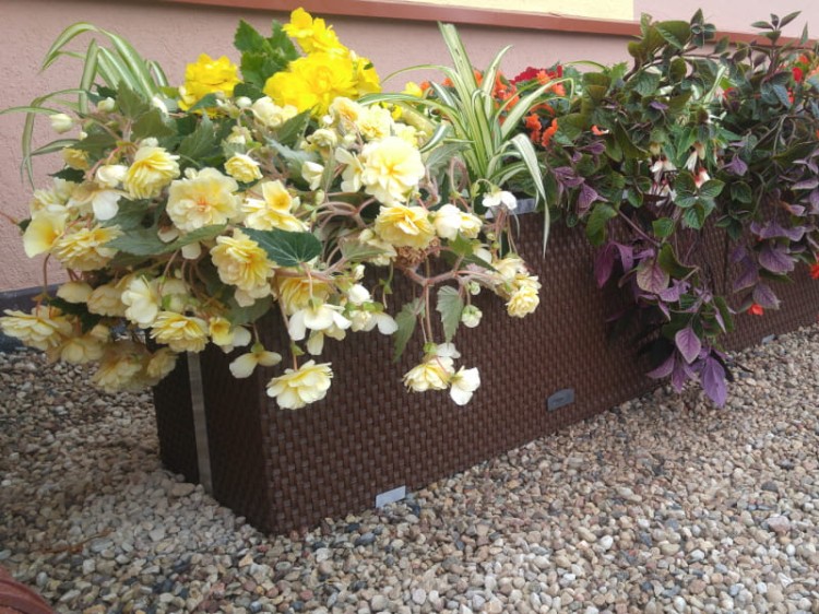 Donica Technorattanowa z Systemem Nawadniającym 125x39x43 - przykład aranżacji