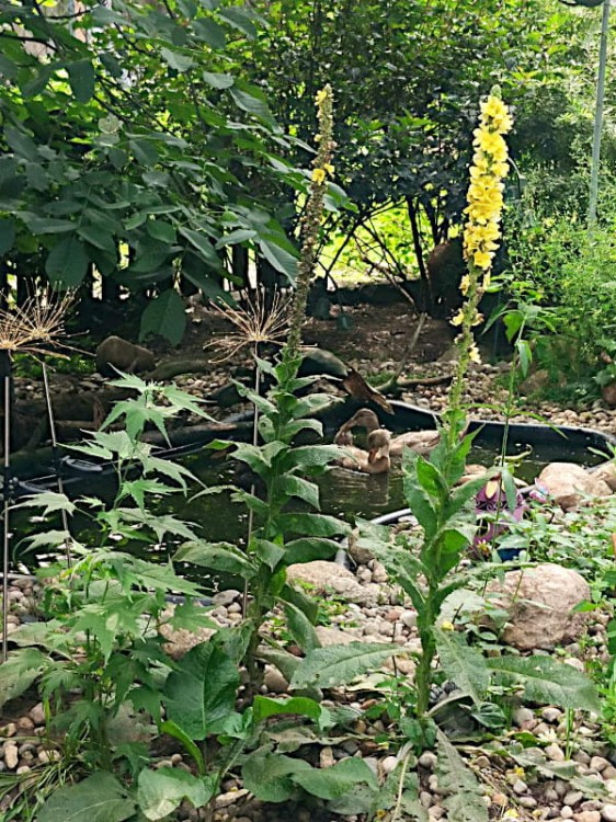 Lampa Solarna LED - Dmuchawiec - 1012547