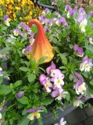 Ozdoba Ogrodowa - Magiczny Grzybek - Duży