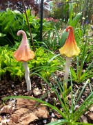 Ozdoba Ogrodowa - Magiczny Grzybek - Duży