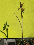 Irys 3D ozdoba ogrodowa z metalu