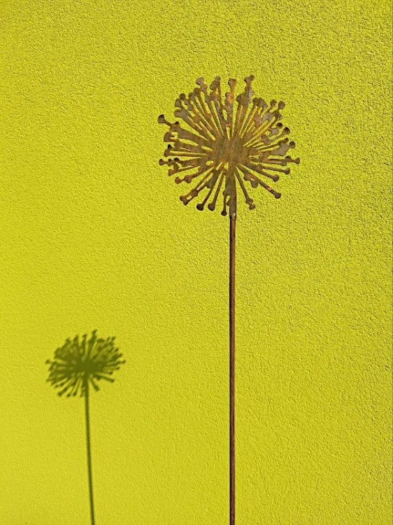 Kwiatostan czosnku ozdoba ogrodowa